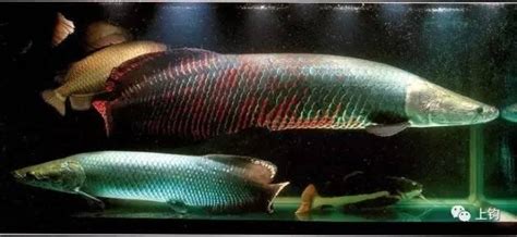 活化石巨骨舌鱼—世界十大最凶猛淡水鱼之一