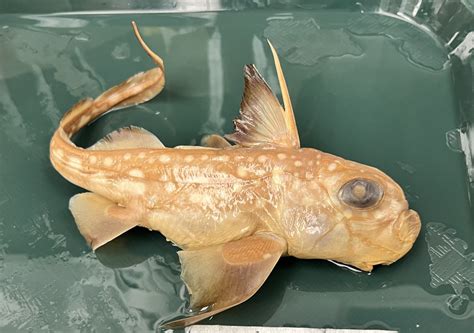 Types 的图像结果