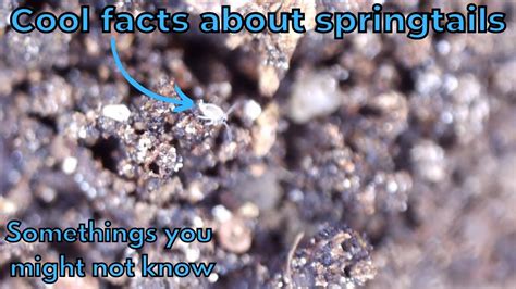 Image result for Springtail Facts
