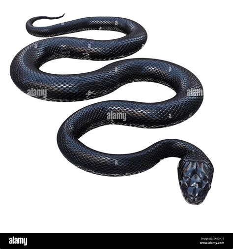 Black rat snake 3D illustration Stock Photo - Alamy