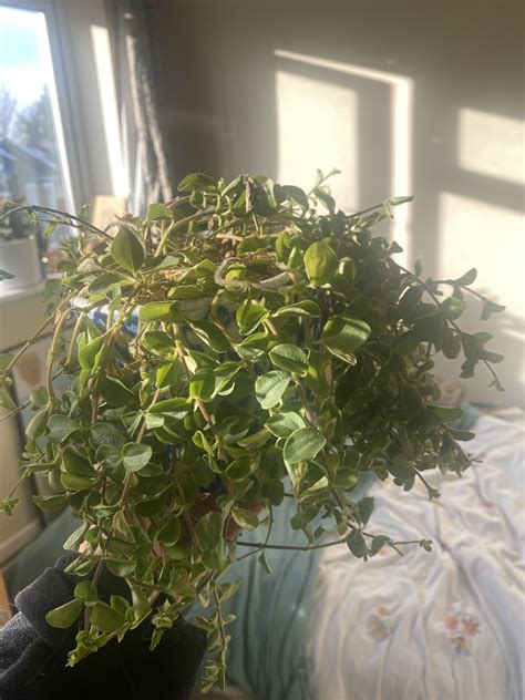 Why is this dying? : r/houseplants