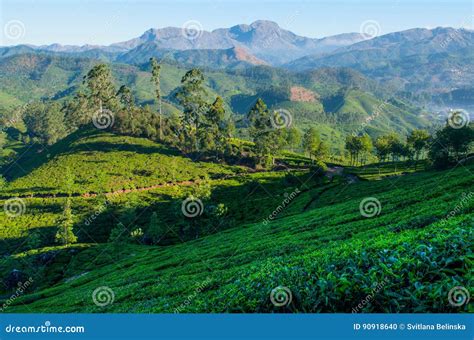 Image result for PreViser How Program