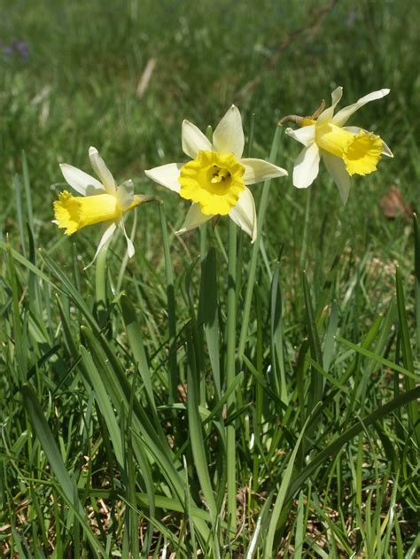 Narcissus Flower Meaning