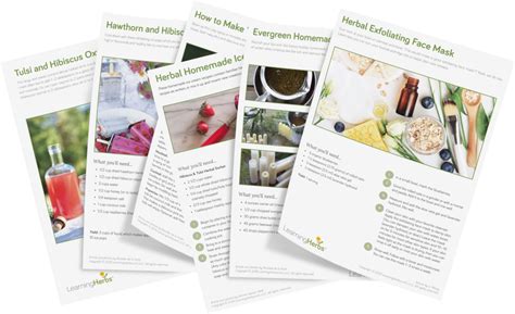 Yellow Dock Uses and Plant Profile