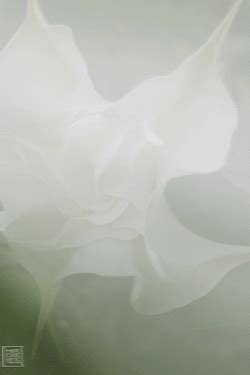 Trumpets Romance - Katharina Tatjana Briem-Kucharsky, KAT TA®T, Art ...