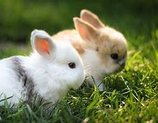 Image result for A Baby Rabbit