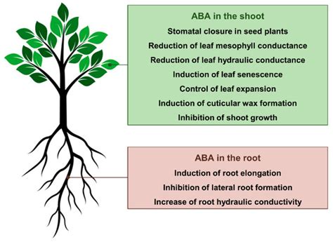 Abscisic Acid Biosynthesis and Signaling in Plants: Key Targets to ...