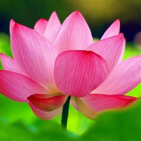Pink Lotus - Aquatic Plants|"Pink Beauty: Exquisite Pink Lotus for Your ...