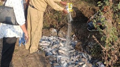 Indore: Nearly 6 Quintals Of Thai Mangur Fish Destroyed