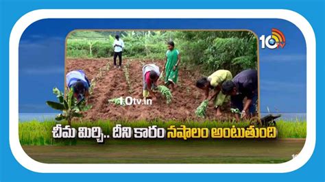 Chima Mirchi : చీమ మిర్చి.. దీని కారం నషాలం అంటుతుంది | Tribal Farmers ...