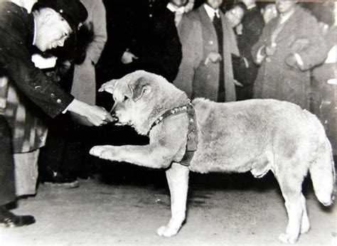 Seltenes Foto gibt Einblick in die letzten Jahre des treuen Hundes Hachiko