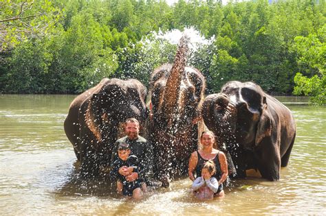 The Science Behind Elephant Intelligence: How Smart Are They? - Krabi ...