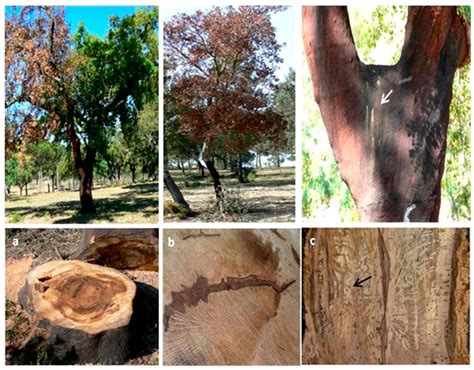 Raffaelea quercina sp. nov. Associated with Cork Oak (Quercus suber L ...