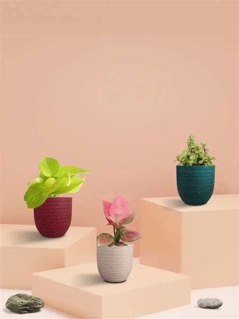 Indoor Plants | Buy Indoor Plants Online for Home – Greenkin