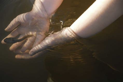 Tadpoles Archives - Learn About Nature