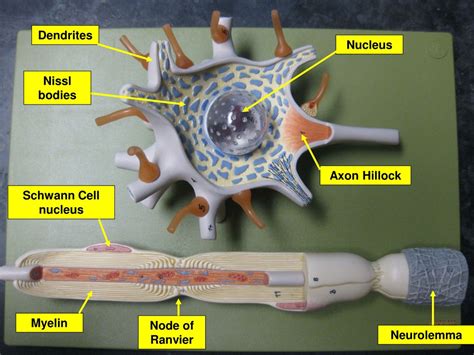 Neuron Model Labeled Nissl Bodies
