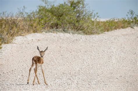 Image result for Baby Springbok