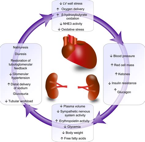 SGLT2 Inhibition for CKD and Cardiovascular Disease in Type 2 Diabetes: Report of a Scientific ...