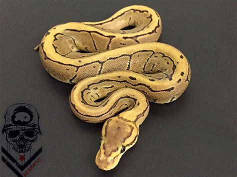 Image result for Burns Ball Python