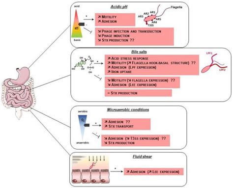 Modulation of Enterohaemorrhagic Escherichia coli Survival and ...