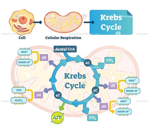 Where Does The Krebs Cycle Occur In Cellular Respiration at Susan Bruning blog