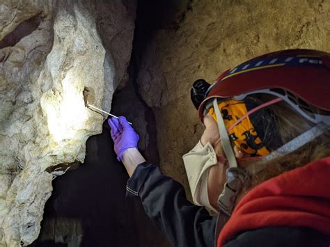 Lunchtime Expedition: Investigating the Ecology of Bats in the West ...