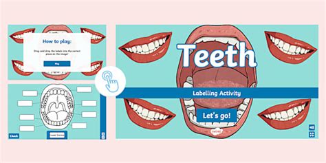 Teeth Interactive Labelling Activity