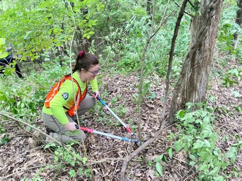 Invasive Species Removal at St. Vincent Park, St Vincent County Park ...