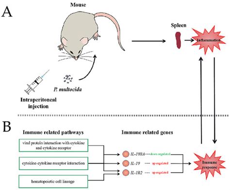 Up-Regulation of Interleukin-10 in Splenic Immune Response Induced by ...