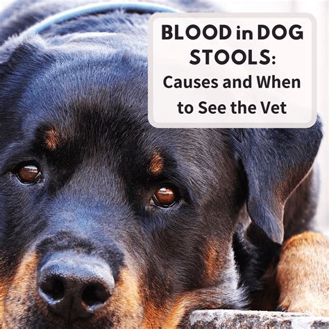 Dog Stool With Blood