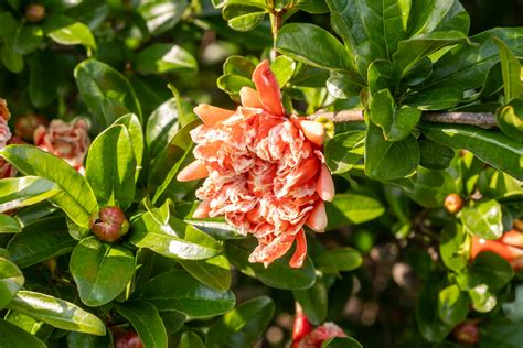 Red Background Live 的图像结果