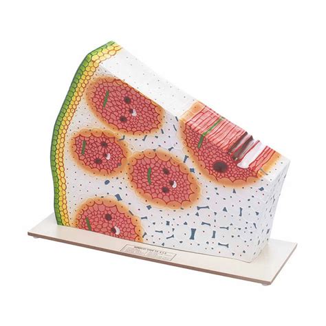 Shop Monocot Stem Vasculature Model – Plant Anatomy Teaching Aid