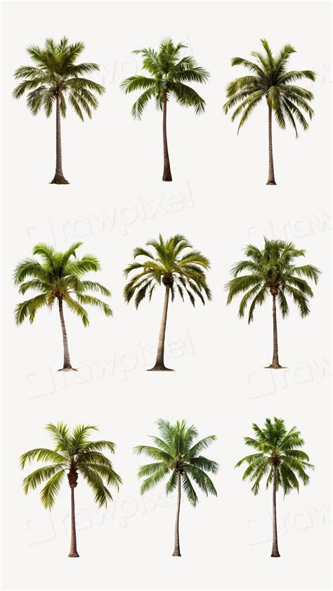 JavaScript Palm Tree Design Open Processing 的图像结果