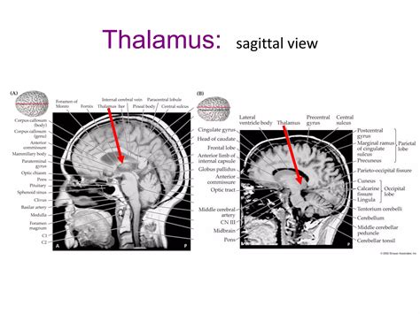 Thalamus and Hypothalamus.pdf