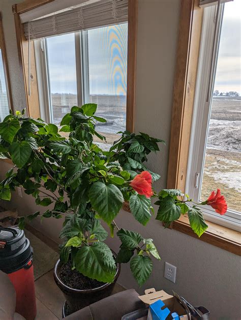 Image result for Hibiscus Plant Root System