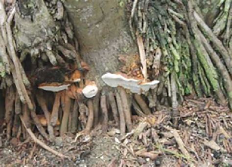 Palm Perfection Unleashed: Cultivating Ornamental Beauty - Nursery Today