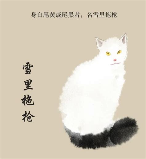 《古人养猫图鉴》：清代少女撸猫手记_文化频道_中华网