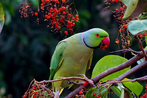 Parrot fever cases amid a ‘mysterious’ pneumonia outbreak in Argentina ...
