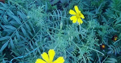 Innovative Awards In School Education