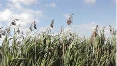 alimentazione quantitã agricoltura quantit 224 o qualit 224 quale alimentazione nel alimentazione quantitã agricoltura quantit 224 o qualit 224 quale alimentazione nel
