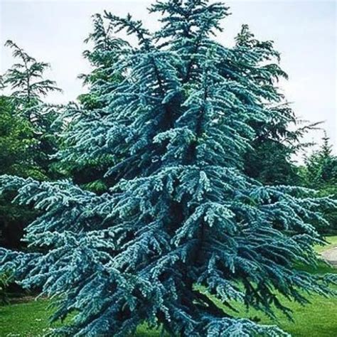 Blue Atlas (Cedrus Atlantica) - 202 Tree Center