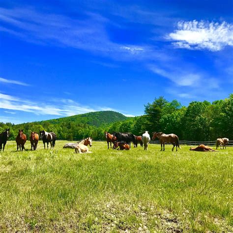 WHITE MOUNTAIN HORSEBACK RIDING (2024) All You Need to Know BEFORE You ...