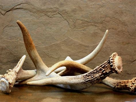 The Amazing Health Benefits of Deer Antler Velvet