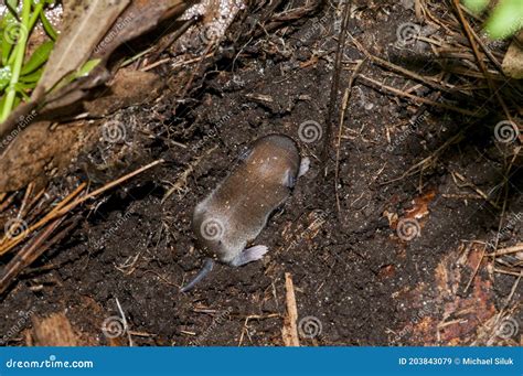 Baby White-footed Mouse Living Under a Log in the Forest Stock Image ...