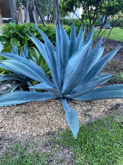 Factsheet Agave Americana Century Plant Agave Americana 'Nova'