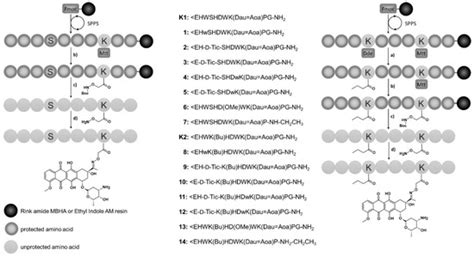 Enhanced In Vitro Antitumor Activity of GnRH-III-Daunorubicin ...