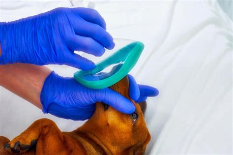 Anesthesia Airway Medicine Given Dog 的图像结果