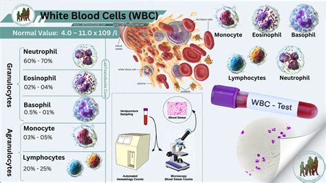 Basophils Blood Test Granulocytes And Cells Of Granulocyte