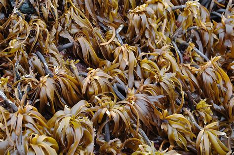 Brown Seaweed Side Effects