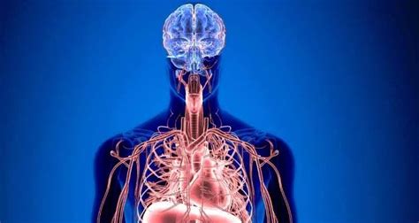 Image result for Body Function in Coding